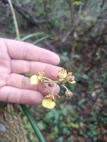 Image of Trichocentrum ascendens by (c) Juan Cruzado Cortés, some rights reserved (CC BY)