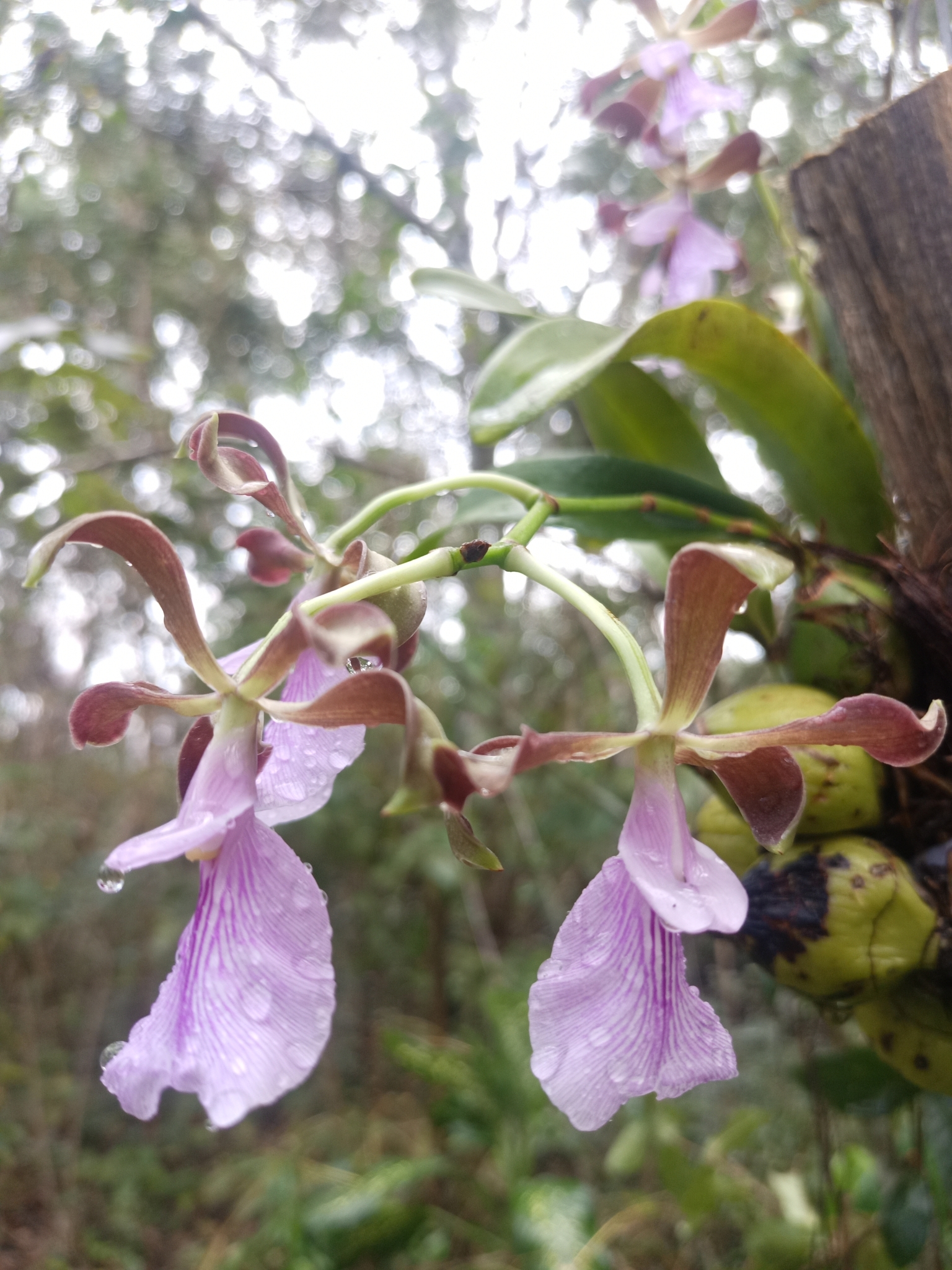 Imagem de Orquídea coração