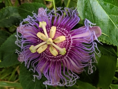 Passiflora
