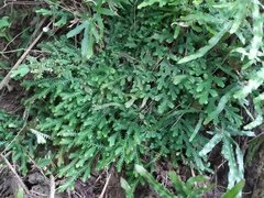 Selaginella repanda