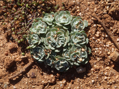 Filago tyrrhenica