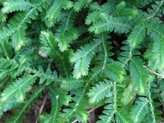 Selaginella repanda