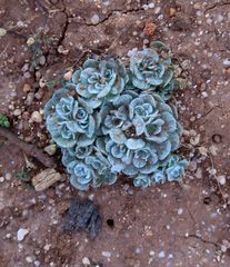 Filago tyrrhenica