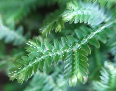 Selaginella repanda