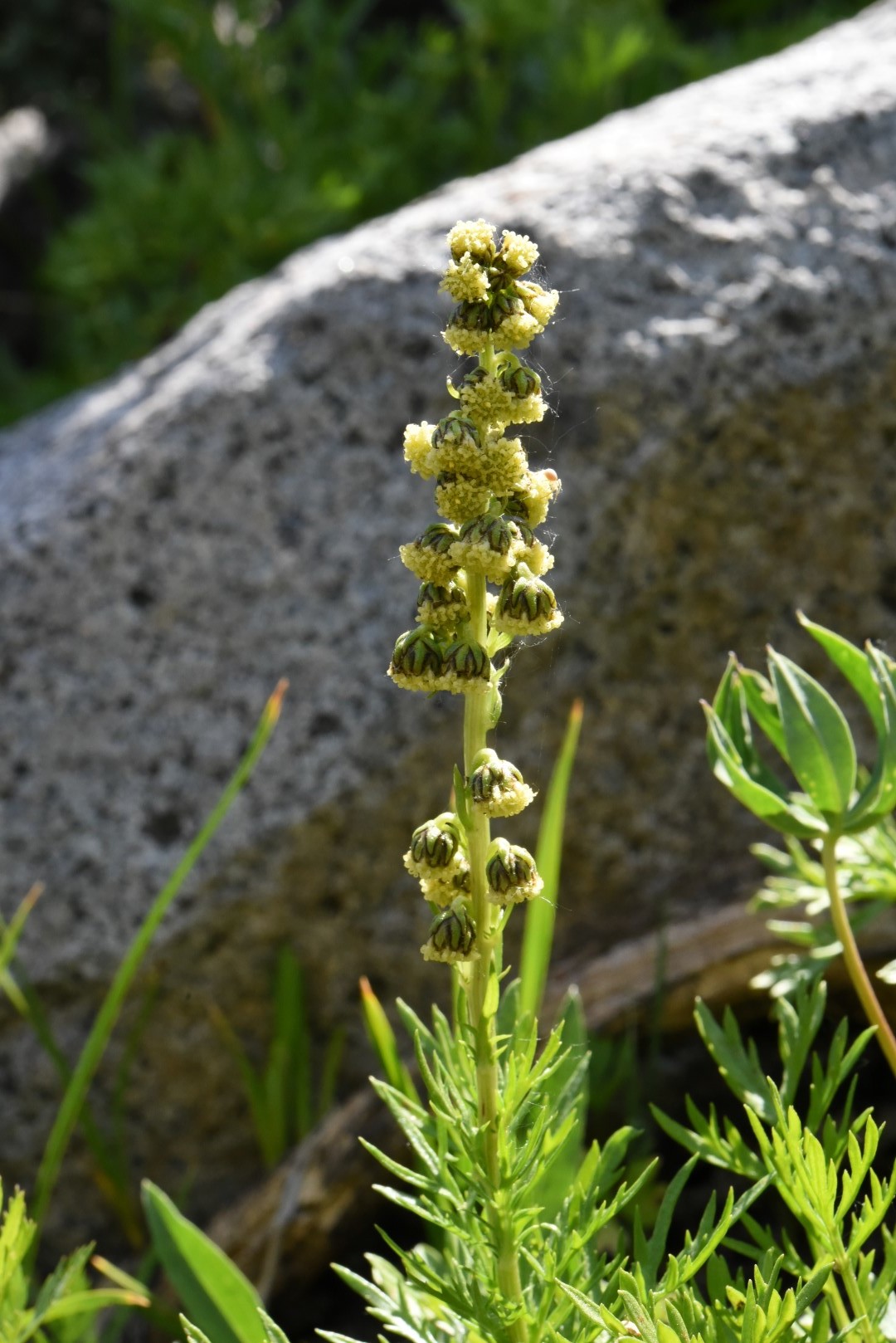Artemisia norvegica ssp. saxatilis
