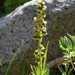 Artemisia norvegica saxatilis - Photo (c) Bob Sweatt, algunos derechos reservados (CC BY-NC), subido por Bob Sweatt