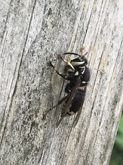 Dolichovespula maculata