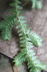 Selaginella repanda