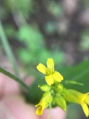 Draba petrophila