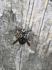 Dolichovespula maculata