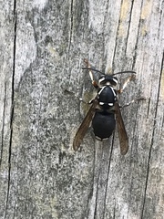 Dolichovespula maculata