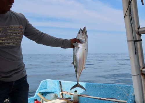 Black Skipjack (Euthynnus lineatus)