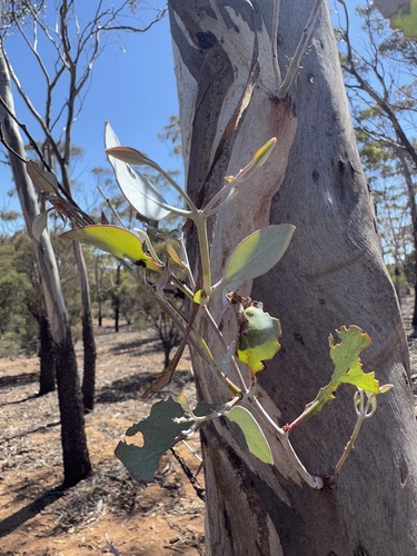 Goldfields Blackbutt (Eucalyptus lesouefii)