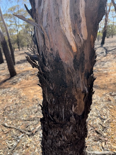 Eucalyptus lesouefii, photograph 2