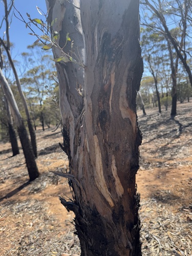 Eucalyptus lesouefii, photograph 3