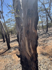 Eucalyptus lesouefii, photograph (c) Caleb Catto, some rights reserved (CC BY)