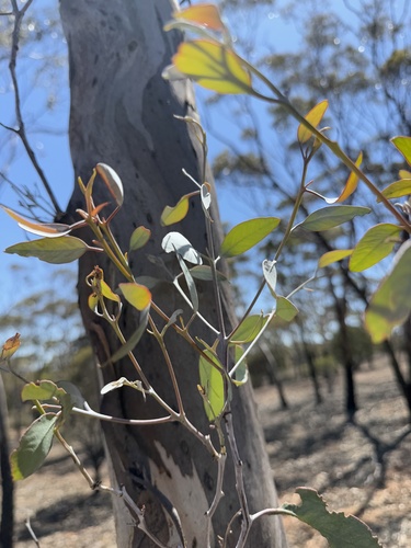Eucalyptus lesouefii, photograph 4