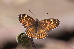 Chlosyne cyneas