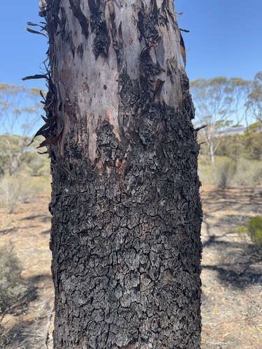 Eucalyptus dundasii, 2025-01-31