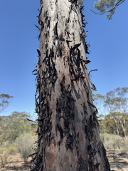 Eucalyptus dundasii, photograph (c) Caleb Catto, some rights reserved (CC BY)