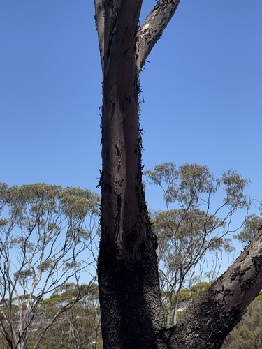 Eucalyptus dundasii, photograph 5