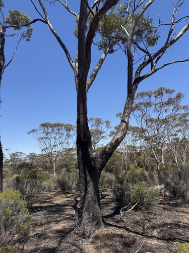 Eucalyptus dundasii, photograph 6