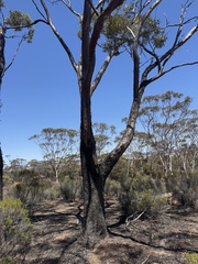 Eucalyptus dundasii, photograph (c) Caleb Catto, some rights reserved (CC BY)