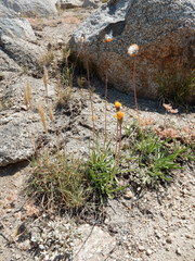 Raillardella scaposa