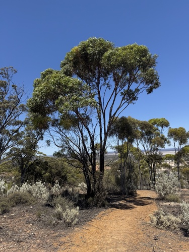Dundas Blackbutt (Eucalyptus dundasii)