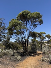 Eucalyptus dundasii