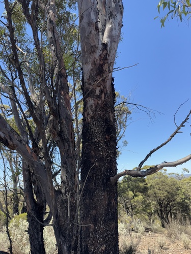 Eucalyptus dundasii, photograph 1