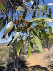 Eucalyptus dundasii, photograph (c) Caleb Catto, some rights reserved (CC BY)