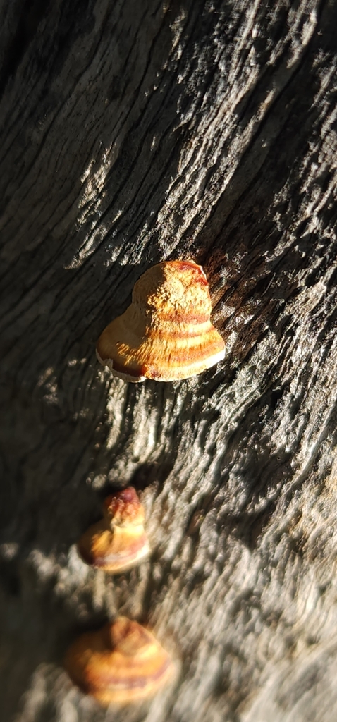 Truncospora ochroleuca · February 2025 · photo: © bethlea_bell (iNaturalist, cc0)