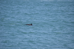 Phocoena phocoena vomerina