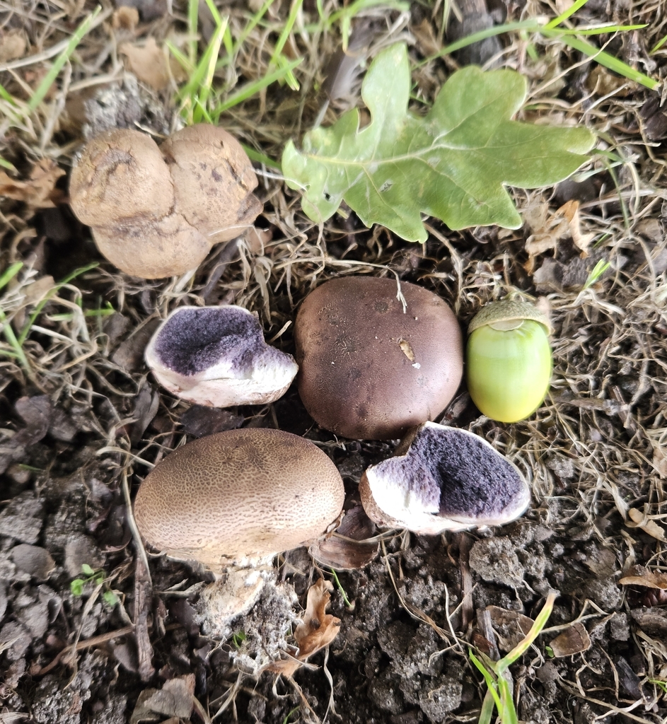 Scleroderma bovista · February 2025 · photo: © tyler_mcbeth (iNaturalist, cc-by-nc)
