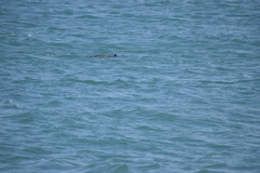Phocoena phocoena vomerina