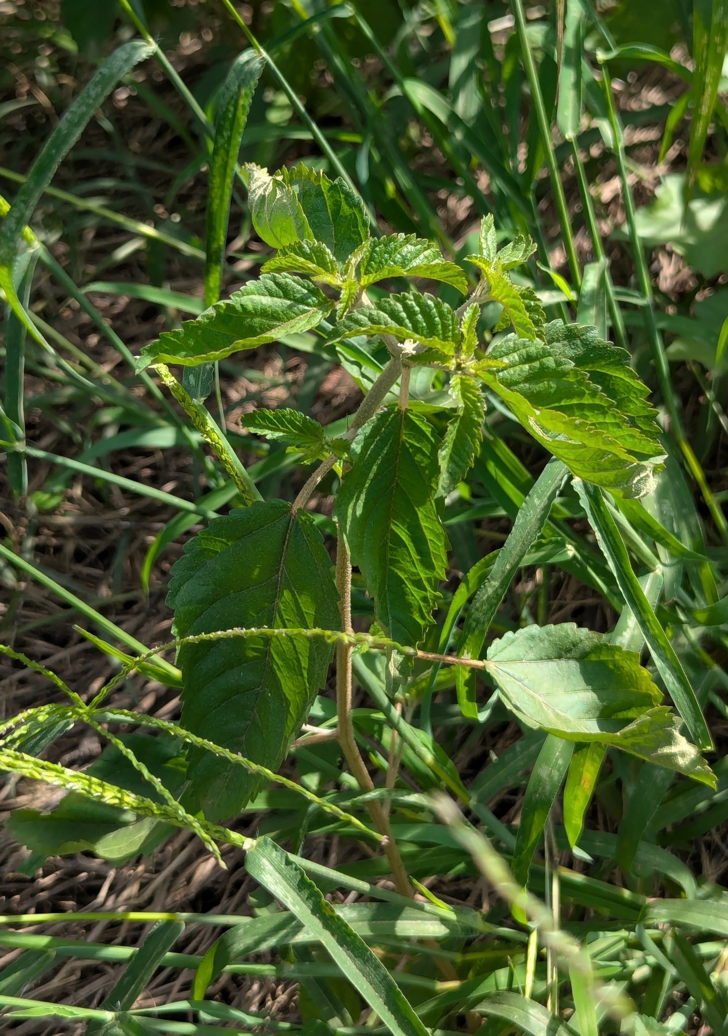 Acalypha Alopecuroidea (Acalypha alopecuroidea)
