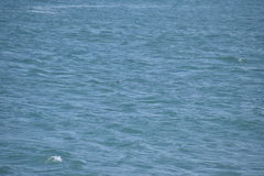 Phocoena phocoena vomerina