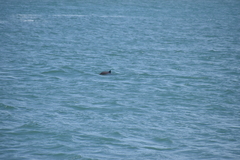 Phocoena phocoena vomerina