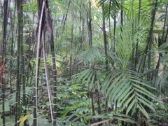 Chamaedorea quezalteca