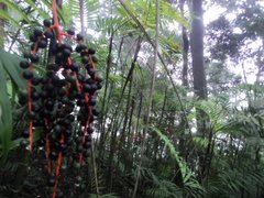 Chamaedorea quezalteca