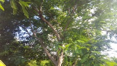 Enterolobium cyclocarpum