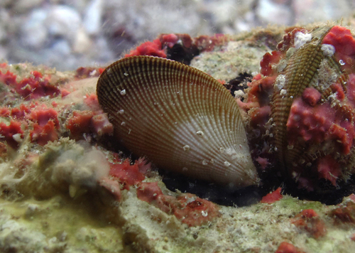 Septifer excisus