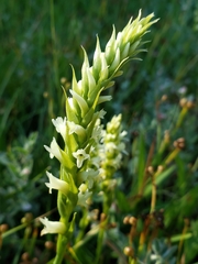 Spiranthes × stellata