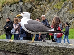 Larus fuscus