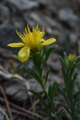 Ericameria suffruticosa