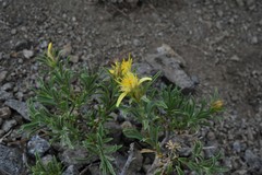 Ericameria suffruticosa