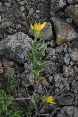 Ericameria suffruticosa