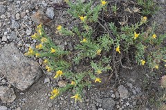 Ericameria suffruticosa