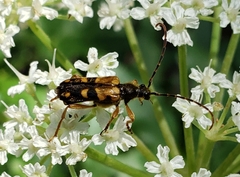 Xestoleptura
